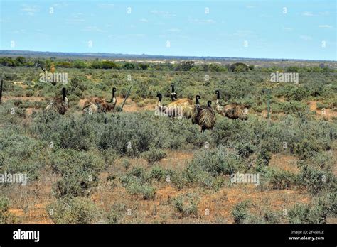 Australia Wild Living Emu Birds In Australians Outback Stock Photo Alamy