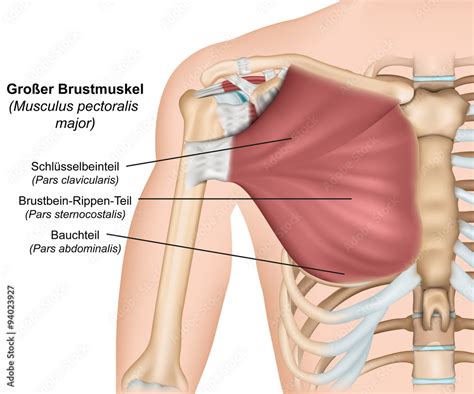 Musculus Pectoralis Major Anatomie Obraz Na P Tnie Plakat Fototapeta Fotodruk Pl