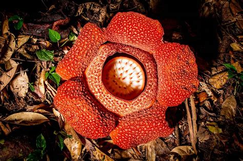 11 Strangest Plants Only Found In The Rainforest Pbs