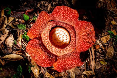 11 Strangest Plants Only Found in the Rainforest | PBS