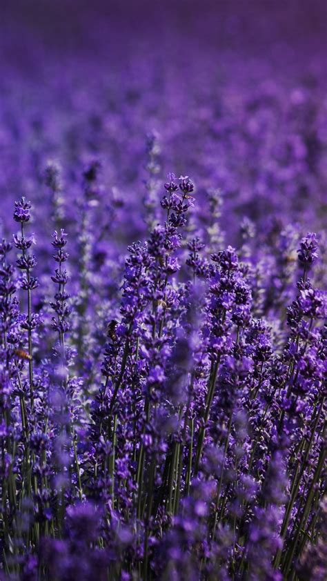 Download Wallpaper 720x1280 Blossom Lavender Field Flowers Samsung