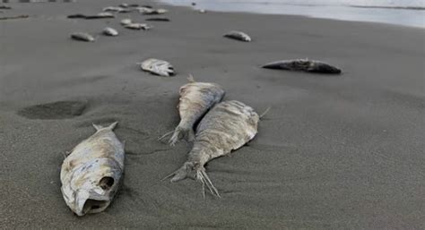 Dampak Global Warming Picu Kematian Massal Ikan Dan Terumbu Karang Di Laut Asiatodayid