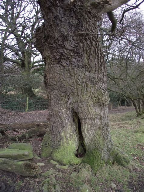 Maybe you would like to learn more about one of these? Earthy Elements: Hollow Tree Trunks
