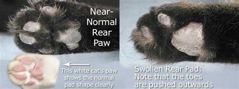 29 Best Photos Horned Paws Cat Causes Cause For Paws Paw Online