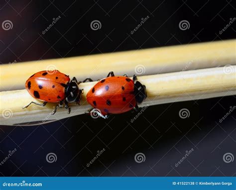 Two Ladybugs Stock Photo Image Of Sticks Spotted Macro 41522138