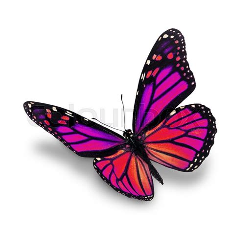 Beautiful Pink Monarch Butterfly Stock Image Colourbox