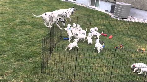 12 Adorable Dalmatian Puppies Watch Mom And Dad Play