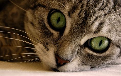Fond d'ecran Zoom Cat - Wallpaper