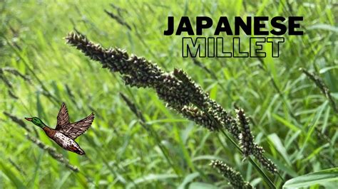 Planting Japanese Millet For Ducks Youtube