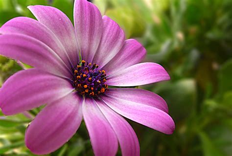 Purple Flower Free Stock Photo - Public Domain Pictures