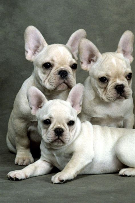 So Cute French Bulldog Puppies Bulldog Puppies French Bulldog Breeders