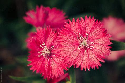 Bright Pink Flowers In Bloom By Stocksy Contributor Kelli Seeger Kim