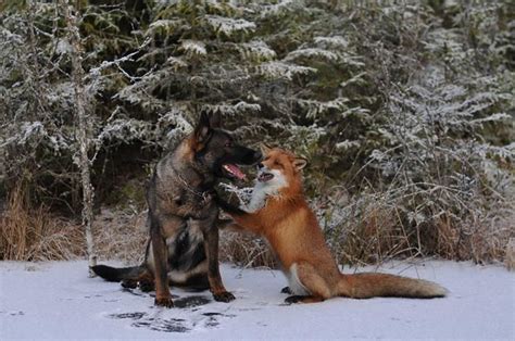 20 Amazing And Completely Unlikely Animals Who Became Best Friends