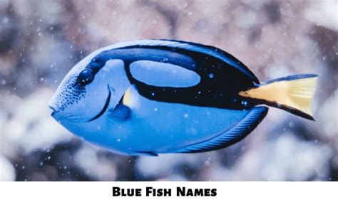 350 Blue Fish Names Cute Catchy Male And Female