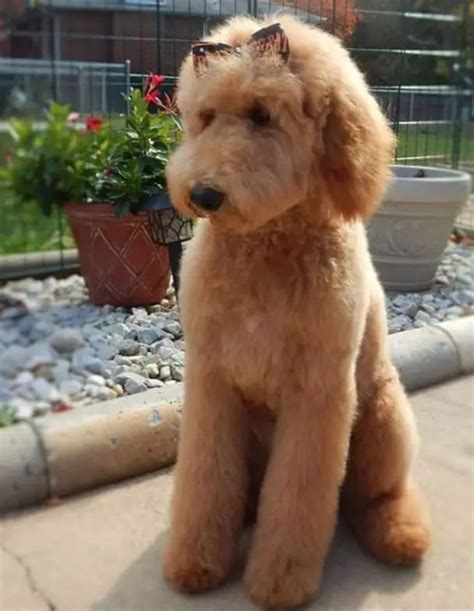 20 Best Goldendoodle Haircut Pictures The Paws Goldendoodle