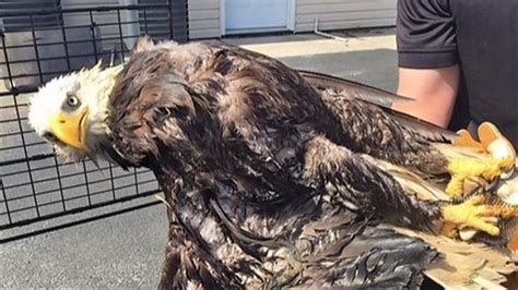 Bald Eagle With Broken Wing Rescued From Sc Pond