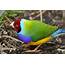 Low Intensity Burns Favour Gouldian Finches