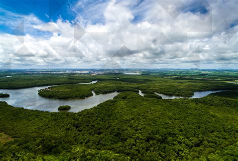 A Importância Da Amazônia Para O Mundo Brasil Coleta