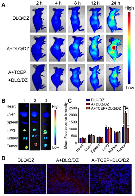 A In Vivo Fluorescence Images Of MCF 7 Tumor Bearing Nude Mice At 2