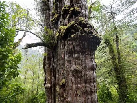 5 000 year old great grandfather tree is officially the world s oldest helloscholar news