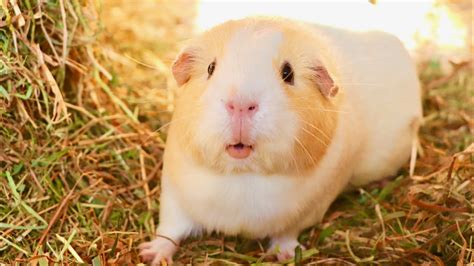 4 Easy Steps To A Happy Guinea Pig Youtube