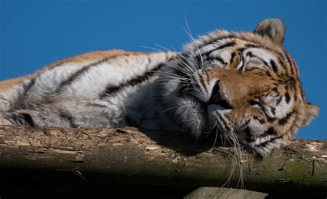 Sleepy Tiger Wildlife Heritage Foundation Nia Flickr