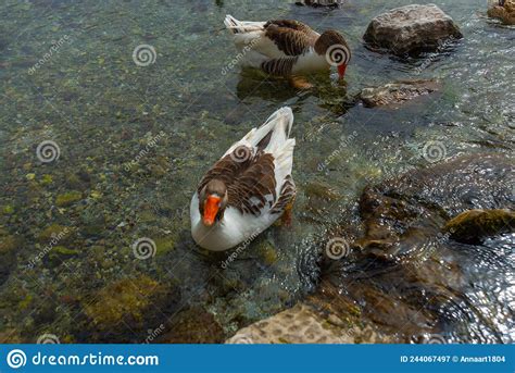 Akyaka Mugla Turkey Ducks Swim In The Azmak River In The Village Of
