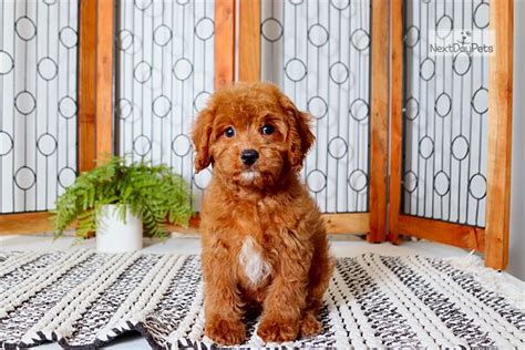 This pooch has a sweet and gentle nature, making them a great companion for any family. Louie: Cavapoo puppy for sale near Ft Myers / SW Florida ...