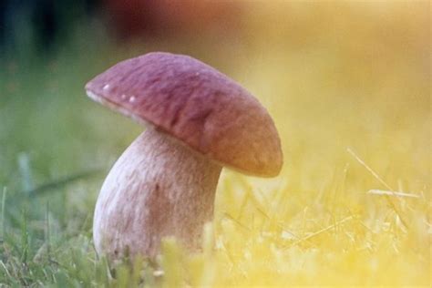 Magic Mushrooms Scientists Discover How The Magic Works Be Well Buzz