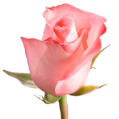Globalrose Dozen Pink Roses Vars 1 Dozen Pink Roses The Home Depot