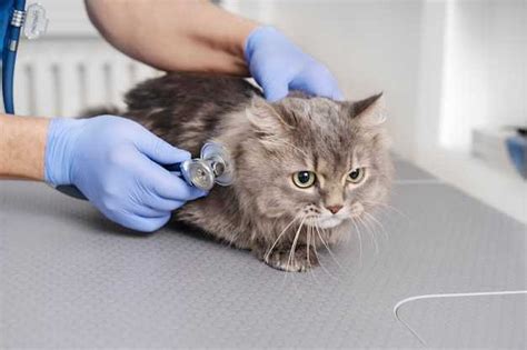 How To Shrink An Ear Polyp In Cats