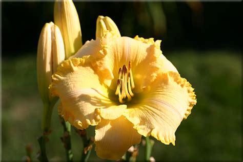 Don Herr Daylilies Tall Blonde And Handsome