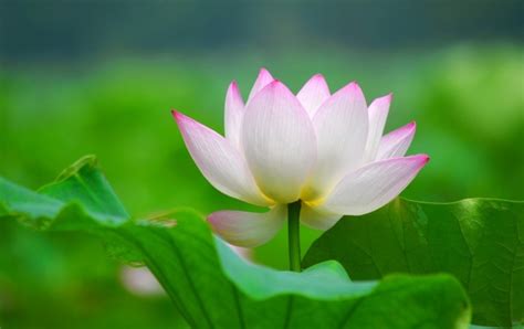 Lotus Flowers Leaves Petals Wallpapers