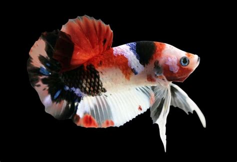 Betta Fish Colors & Patterns: Varieties You May Be Able To Own!