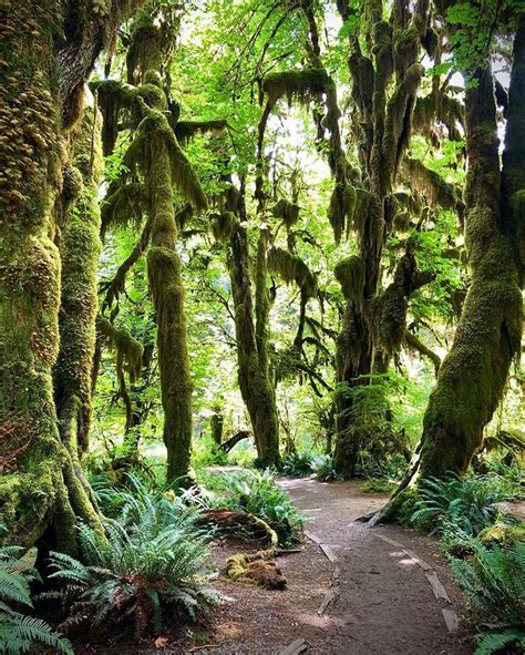 Hoh Rain Forestolympic National Park Washington United States World