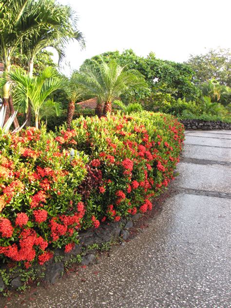 What is this shrub with shiny green leaves? Maui Red Volcano Hedge (ixora) - Urban Perennials