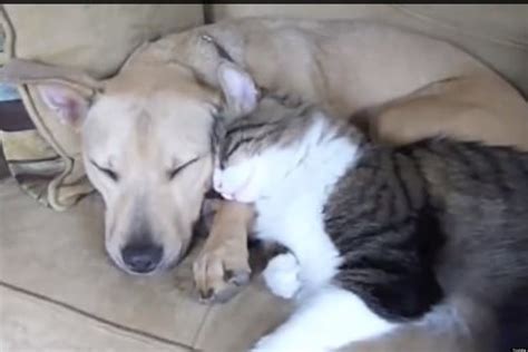 10 Dogs And Cats Cuddling Video Huffpost