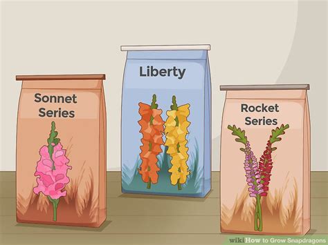 2 Easy Ways To Grow Snapdragons With Pictures Wikihow