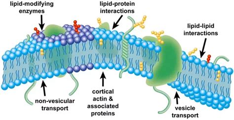 The cell membrane is an extremely pliable structure composed primarily of back to back phospholipids a bilayer. What are the different types of transport of components ...