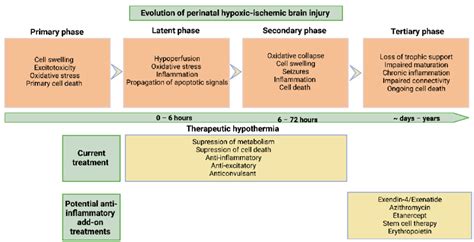 Schematic Diagram Showing The Evolution Of Perinatal Hypoxic Ischemic