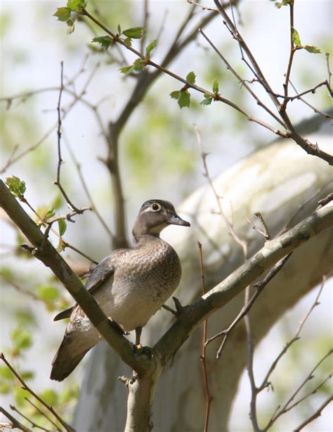 Maryland Biodiversity Project Wood Duck Aix Sponsa