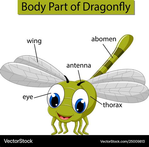 Diagram Showing Body Part Dragonfly Royalty Free Vector