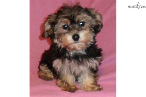 If the answer to either of these questions is yes, then be sure to familiarize yourself with the region! Meet Clllie a cute Yorkiepoo - Yorkie Poo puppy for sale ...