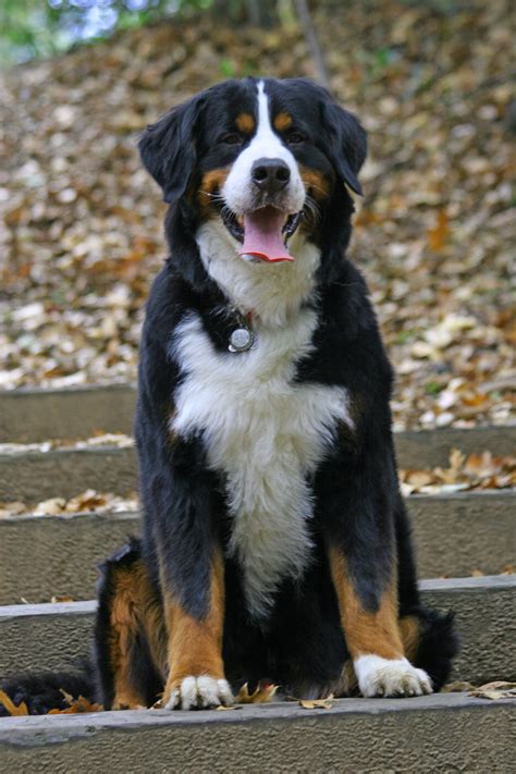 35 Where Can I Buy A Bernese Mountain Dog Puppy Photo