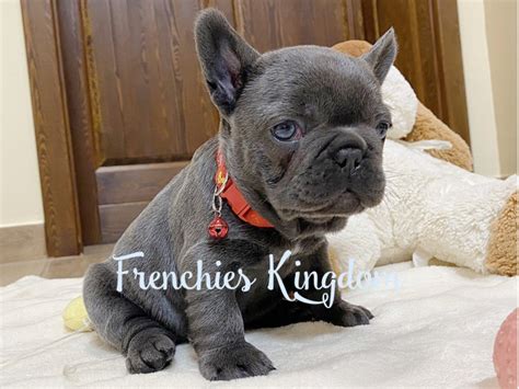 Boo Is Amazing Blue French Bulldog Female Puppy For Sale In United States