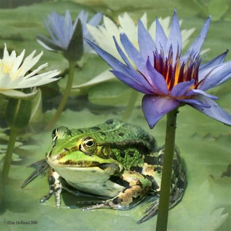 Frog And Water Lilies Photo By Photographer Jim Hoffman