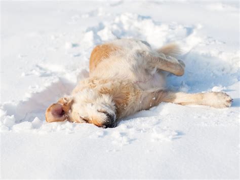 Why Dogs Love Snow
