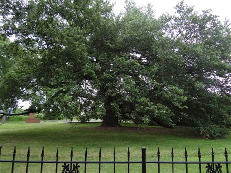 Emancipation Oak Is One Of The Most Iconic Trees In Virginia