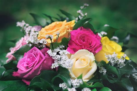 Blumenbilder Kostenlos Herunterladen - kinderbilder.download