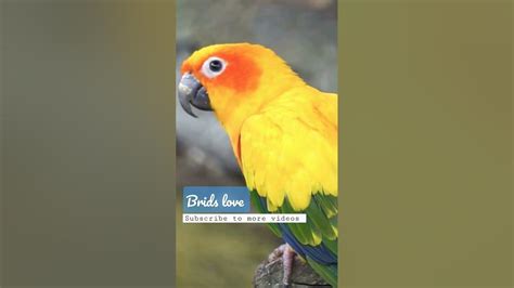 Sun Corner Birdsubscribe You Are Channel 👍 Youtube